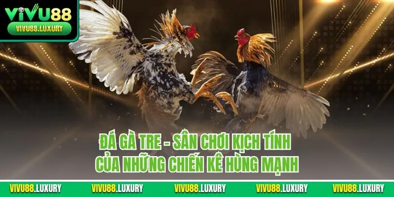 Đá gà tre - Sân chơi kịch tính của những chiến kê hùng mạnh